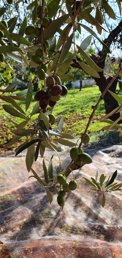 Masseria Cesarina B&B Castellana Grotte Bagian luar foto